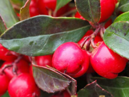 Tinh dầu  Lộc đề xanh- WinterGreen Essential Oil