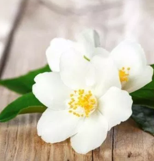 Tinh dầu hoa nhài – Jasmine essential oil