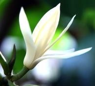 Tinh dầu Hoa Ngọc Lan - Mitchealia Alba Flower