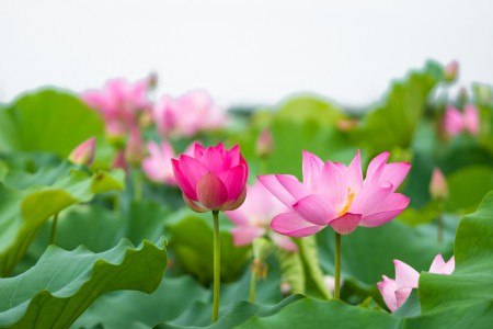 Tinh dầu Hoa sen - Fleur de lotus Essential Oil