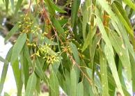 Tinh dầu Khuynh diệp - Eucalyptus globulus Essential Oil