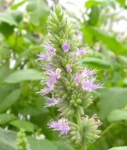 Tinh dầu Hoắc Hương – Patchouli Essential Oil