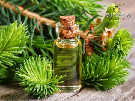 Tinh dầu Hoàng Đàn - Cedarwood Atlas Essential Oil