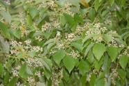 Tinh dầu Long Não – Camphor Essential Oil
