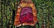 Tinh dầu gỗ hồng – Rosewood Essential Oil (Aniba roseodora)