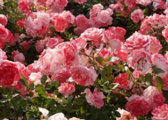 Tinh dầu hoa hồng – Rose Essential Oil