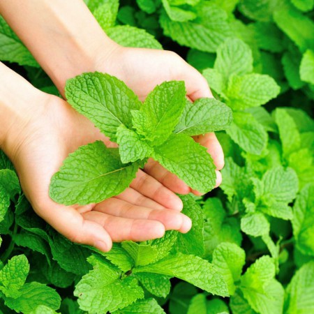 Bac̣ Hà - Peppermint essential oil