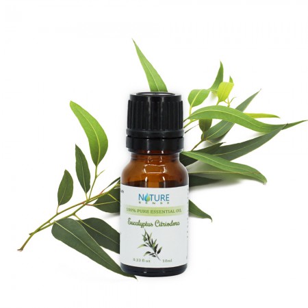 Bạch Đàn Chanh - Eucalyptus Citriodora