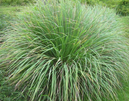 Tinh dầu sả chanh – Lemon Grass Essential Oil (Tên khoa học: Cymbopogon Citratus)