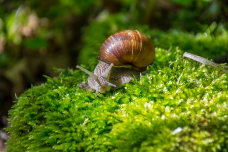 Golden shell mucin – Dãi ốc sên
