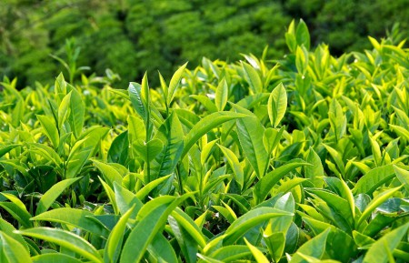 Tinh dầu Trà Xanh – Greentea Essential Oil (Tên khoa học: Camellia Sinensis)