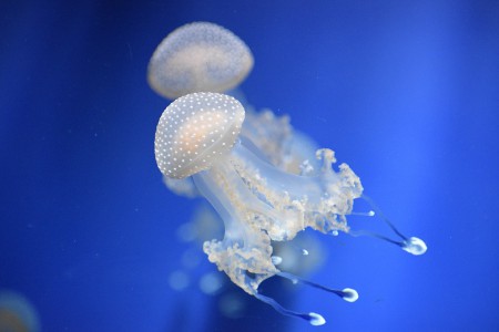 Jellyfish Extract – chiết xuất từ sứa
