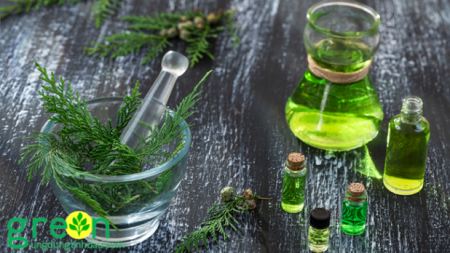 Tinh dầu Trắc Bách Diệp – Cypress Essential Oil